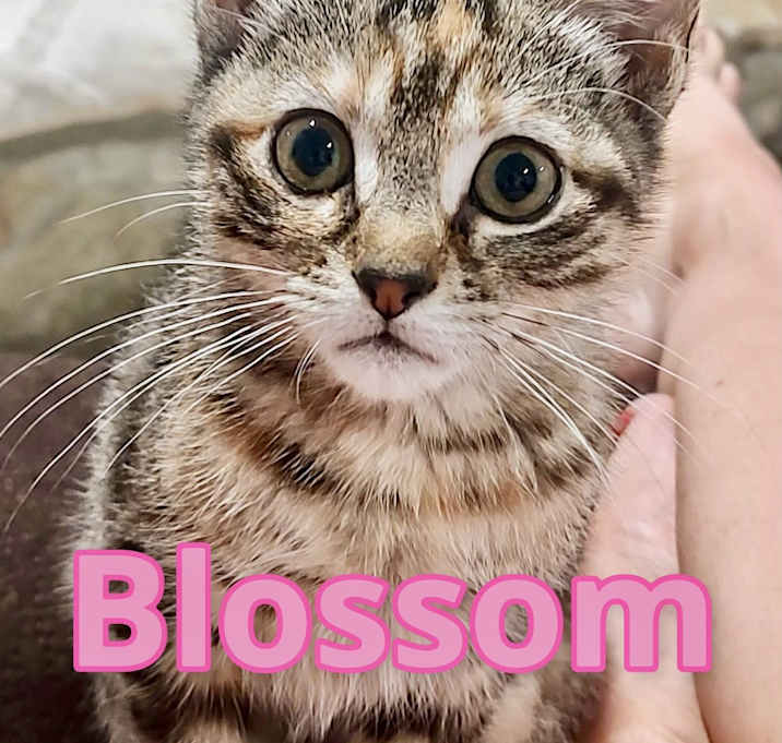 Photo of Blossom