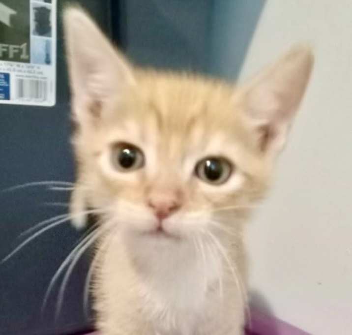 Photo of Archie