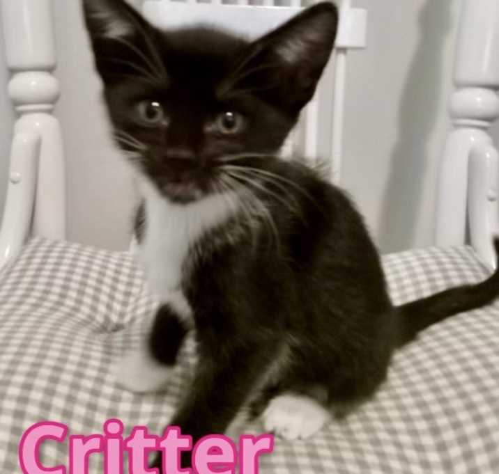 Photo of Critter
