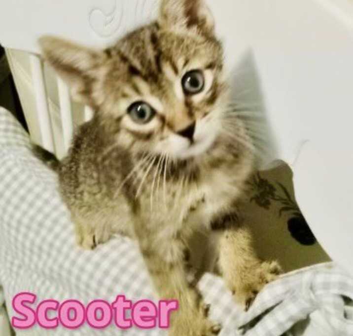 Photo of Scooter