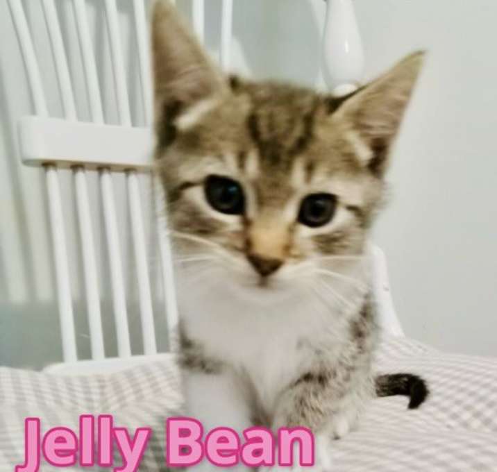 Photo of Jelly Bean