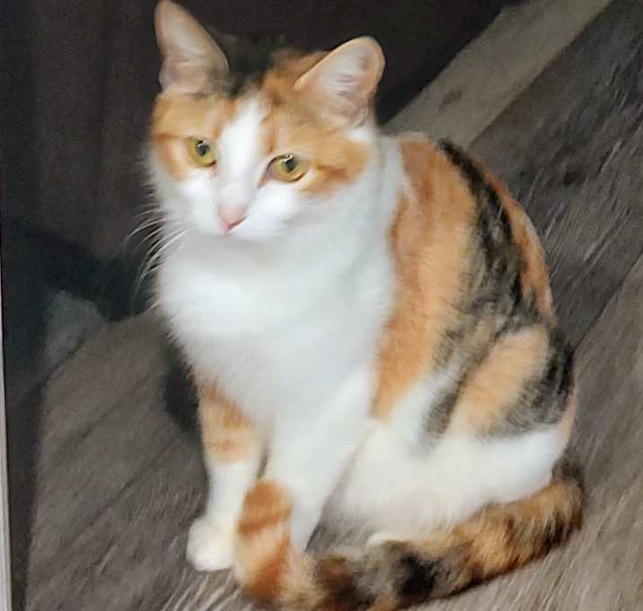 Photo of Lady Chatterly