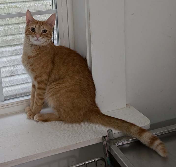 Photo of Tig