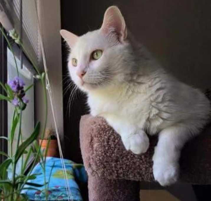Photo of Daisy (Declawed)