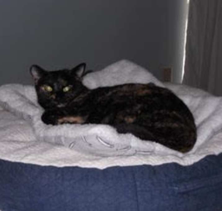 Photo of Tika (Courtesy Post)