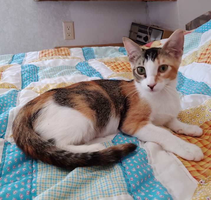 Photo of Scribbles