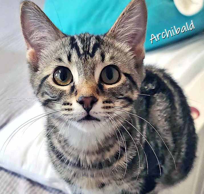 Photo of Archibald