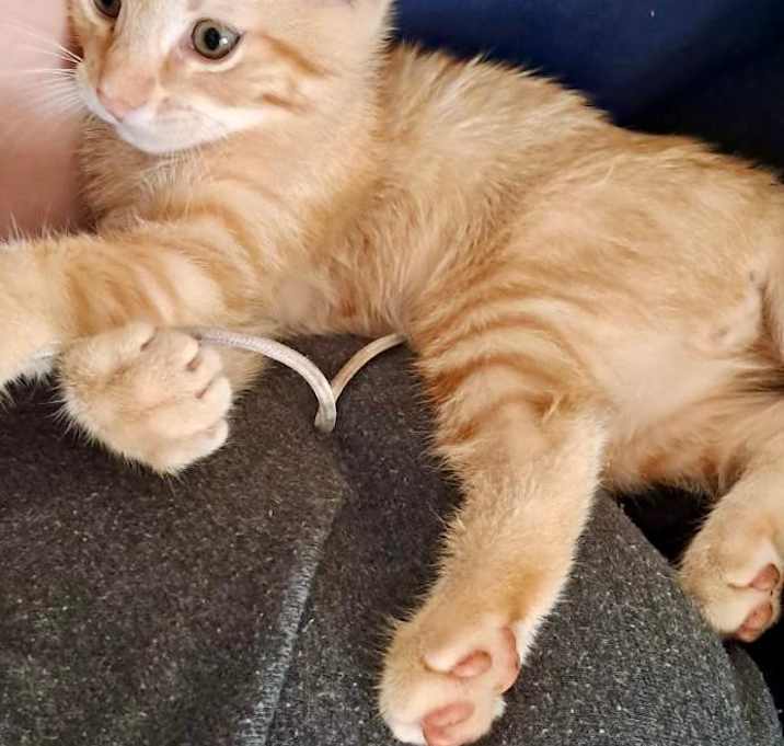 Photo of Tango