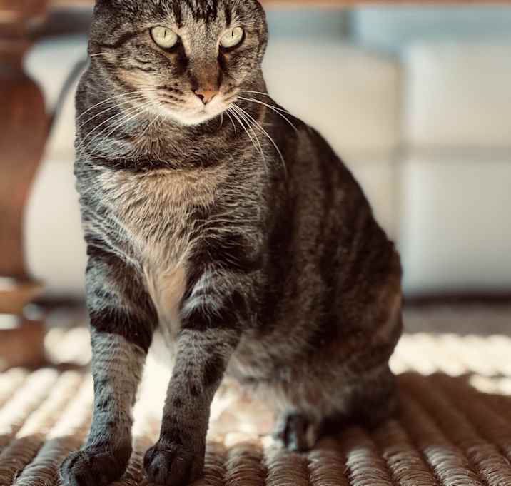 Photo of Nala
