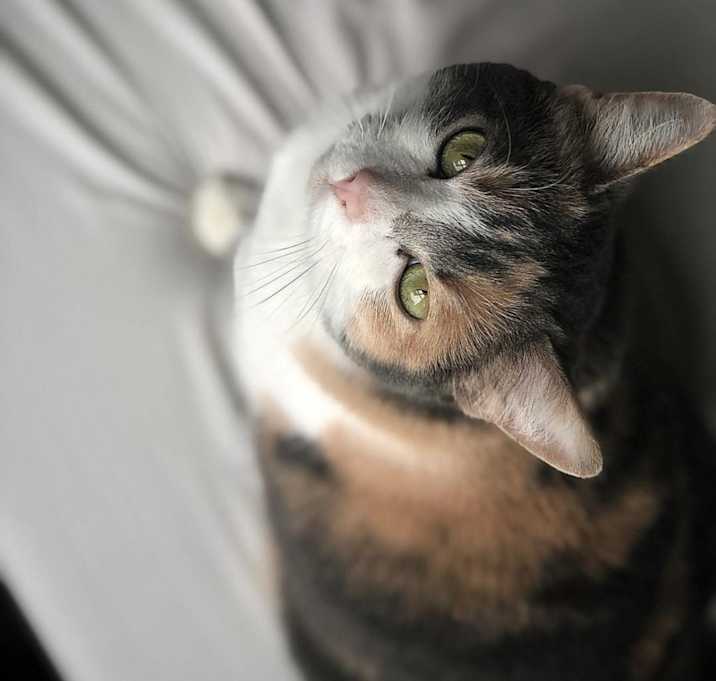 Photo of Khaleesi