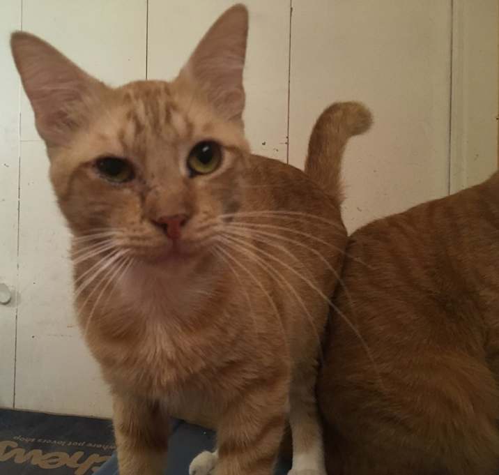 Photo of Mittens