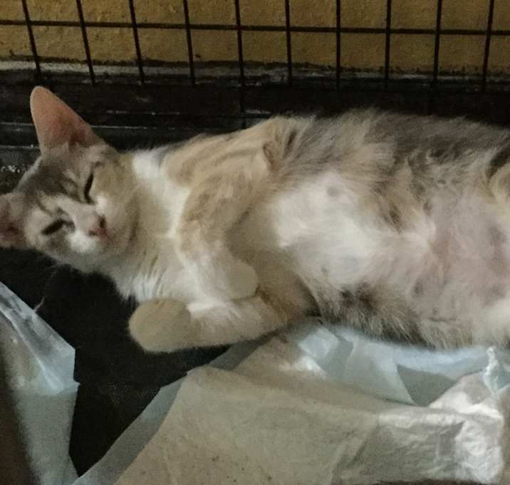 Photo of Princess