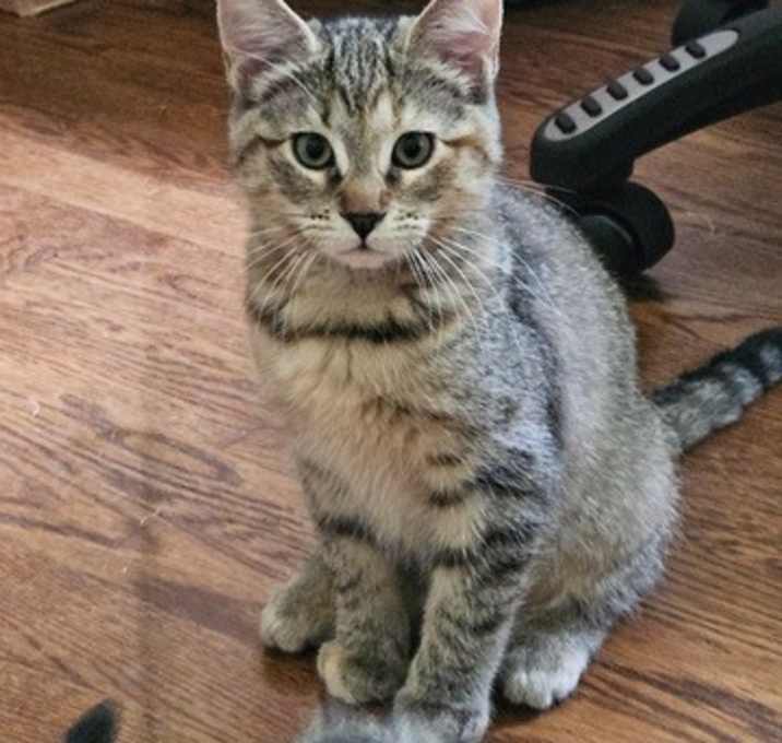 Photo of Rain 'n Riley-Bonded Sisters