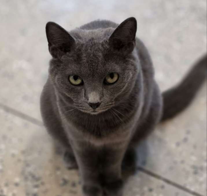 Photo of Char