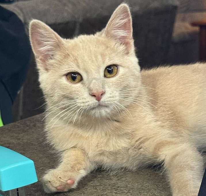 Photo of Ollie