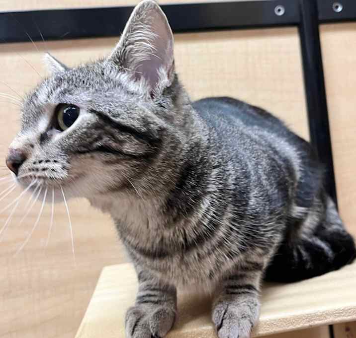 Photo of Dori