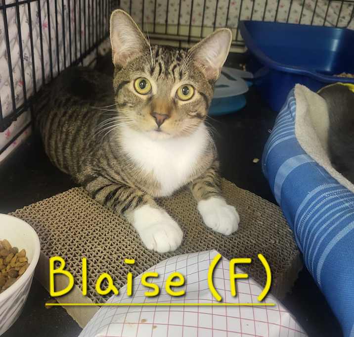 Photo of Blaise