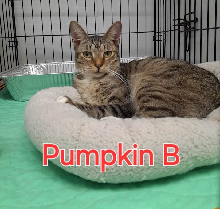 Photo of Pumpkin B.