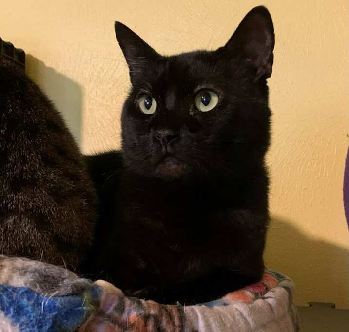 Photo of Amigo