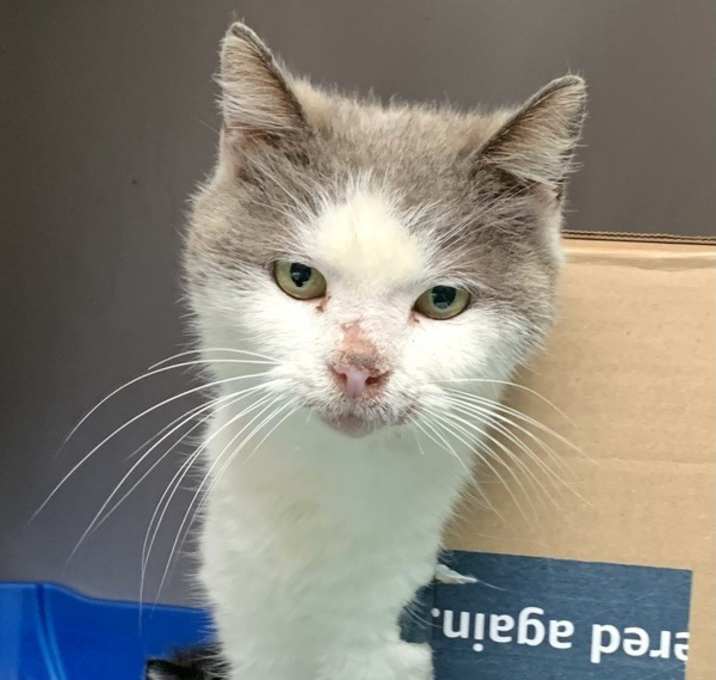Photo of Marmalade