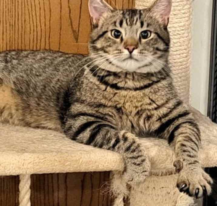 Photo of Toby