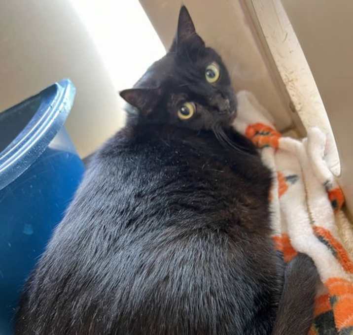 Photo of 174018 Tiki (Off Site Foster)