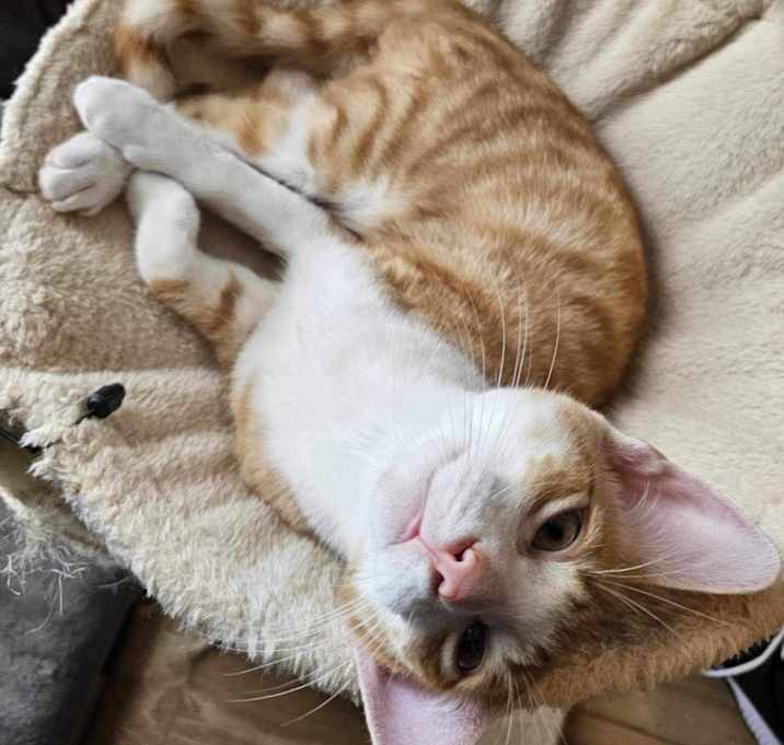 Photo of Goose