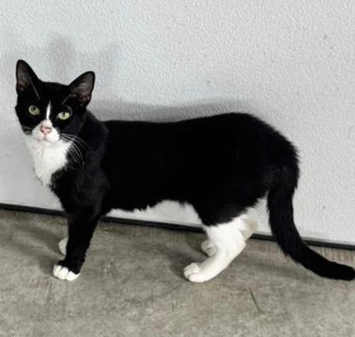 Photo of Raven (Kitty)