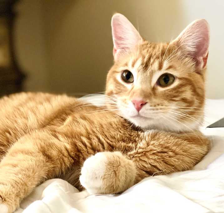Photo of Henry