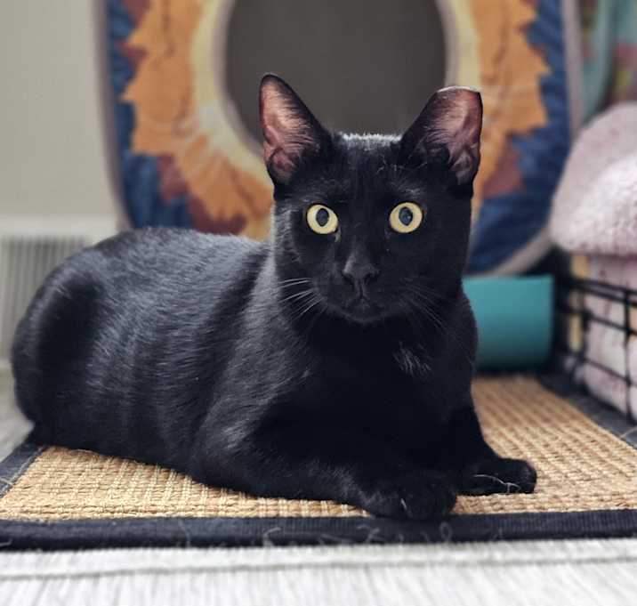 Photo of Valentino