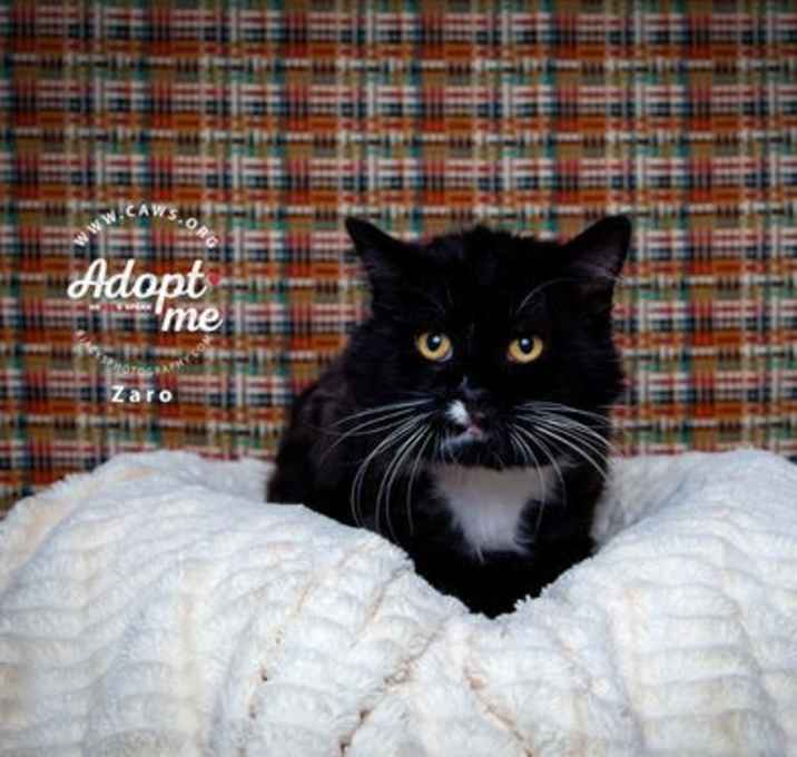 Photo of Zaro