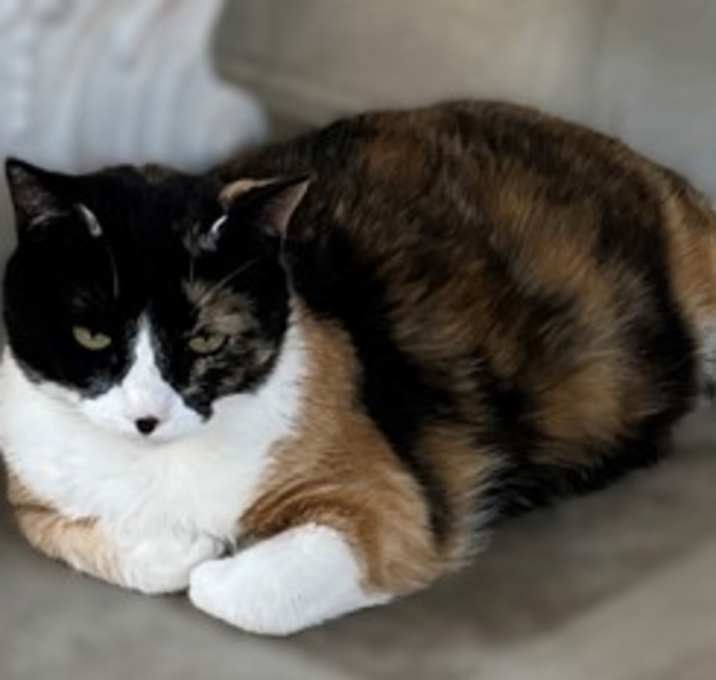 Photo of 655756 Misty