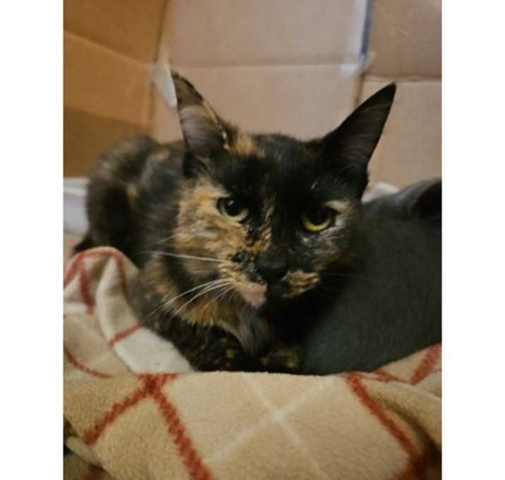 Photo of Adora