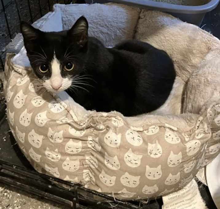 Photo of Mylo Tuxedo
