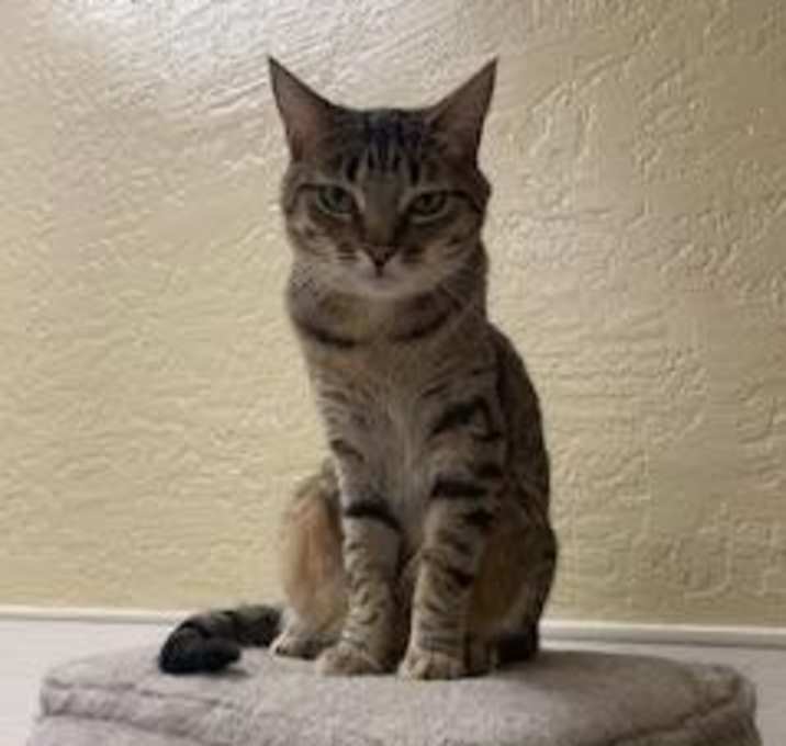 Photo of Harvey