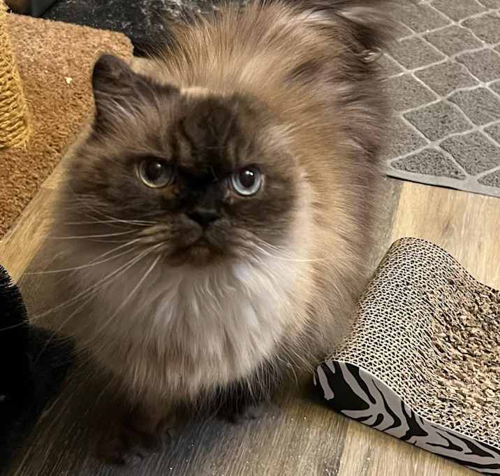Photo of Teddy Bear