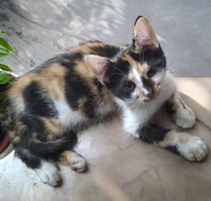 Photo of Pasilla