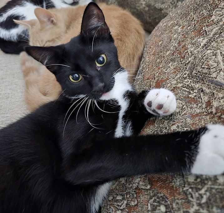 Photo of Peanut