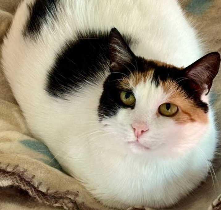 Photo of Magnolia