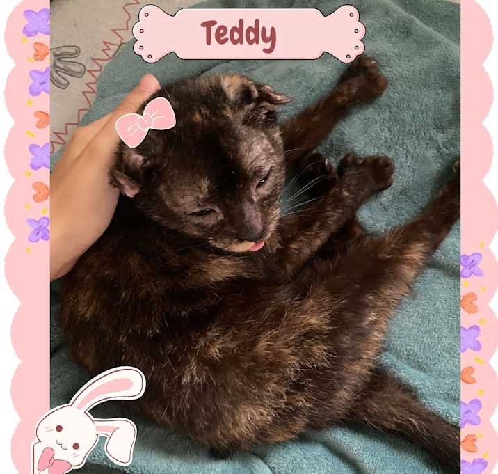 Photo of Teddy
