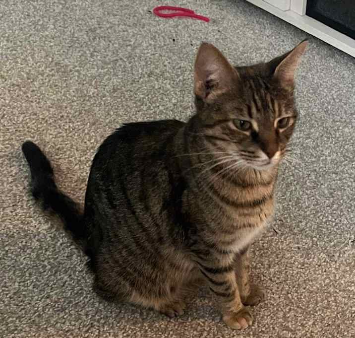 Photo of Lulu (mom of Colleen's kittens)