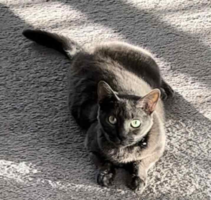 Photo of Storm - Available in Foster