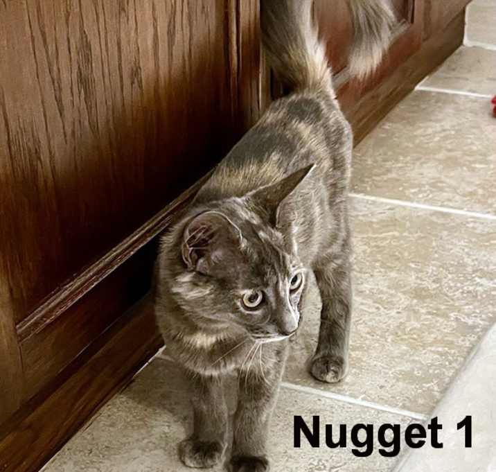 Photo of Nugget