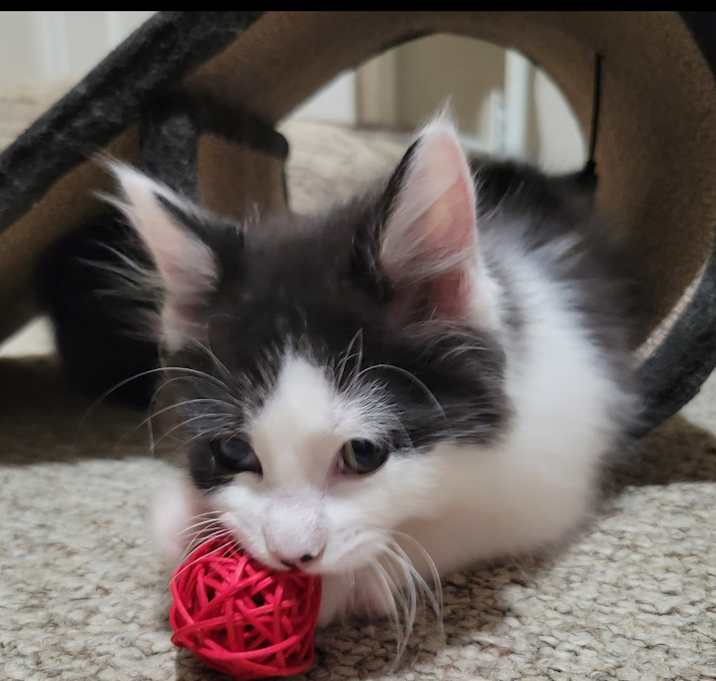 Photo of Lola