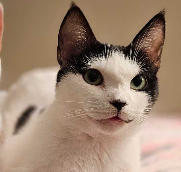 Photo of Cho