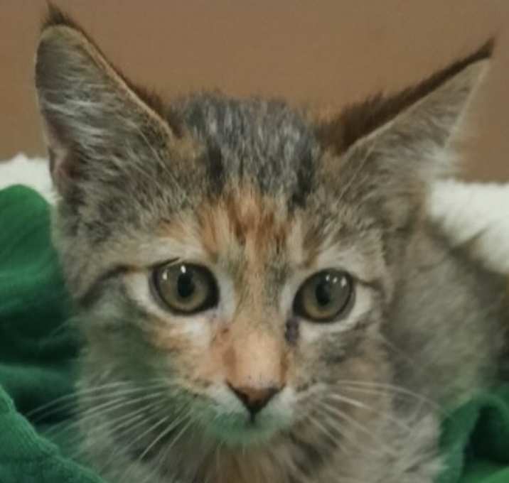 Photo of Tiggy