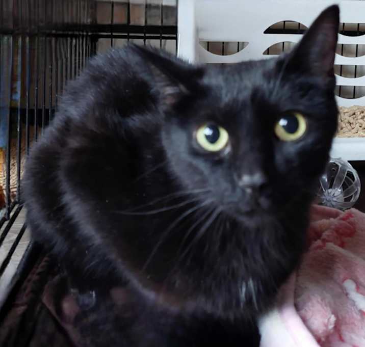 Photo of Smokey