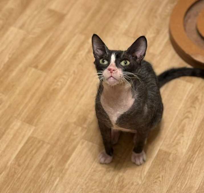 Photo of Honey