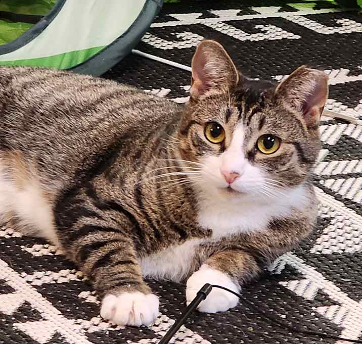 Photo of Buttons (CP)