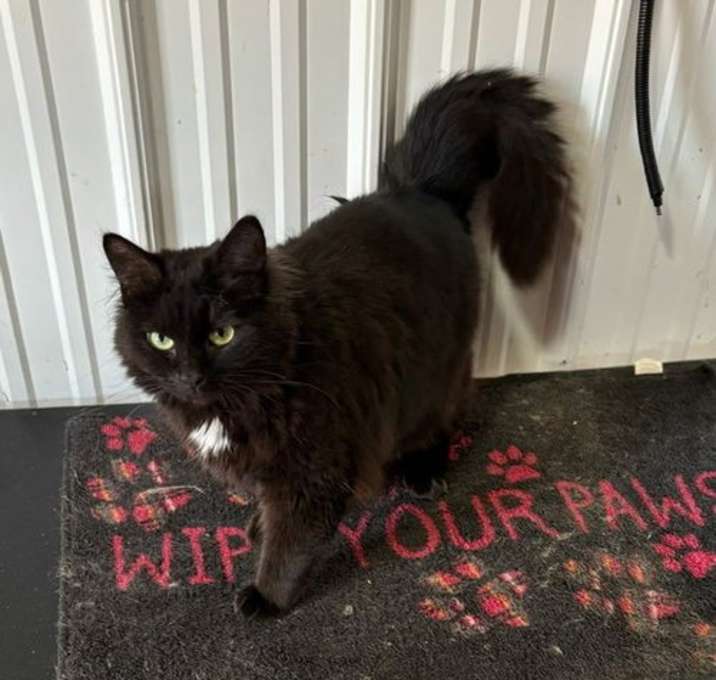 Photo of Stella